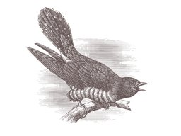 cuckoo bird engraving